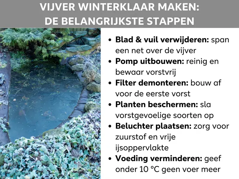 Infographic: vijver winterklaar maken – de belangrijkste stappen. Links een foto van een winterse tuinvijver met berijpte planten en stenen. Rechts een lijst met zes punten: 1. Bladeren en vuil verwijderen: net over de vijver spannen. 2. Pomp uitbouwen: reinigen en vorstvrij opslaan. 3. Filter demonteren: voor de eerste vorst verwijderen. 4. Planten beschermen: vorstgevoelige soorten binnenzetten. 5. Beluchter plaatsen: voor zuurstof en een open wak zorgen. 6. Voeding verminderen: onder 10 °C niet meer voeren.
