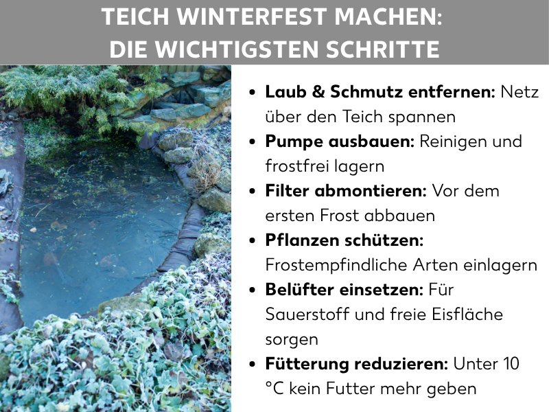 Infografik: Teich winterfest machen – die wichtigsten Schritte. Links ein Foto eines winterlichen Gartenteichs mit bereiften Pflanzen und Steinen. Rechts eine Liste mit sechs Punkten: 1. Laub & Schmutz entfernen: Netz über den Teich spannen. 2. Pumpe ausbauen: Reinigen und frostfrei lagern. 3. Filter abmontieren: Vor dem ersten Frost abbauen. 4. Pflanzen schützen: Frostempfindliche Arten einlagern. 5. Belüfter einsetzen: Für Sauerstoff und freie Eisfläche sorgen. 6. Fütterung reduzieren: Unter 10 °C kein Futter mehr geben.