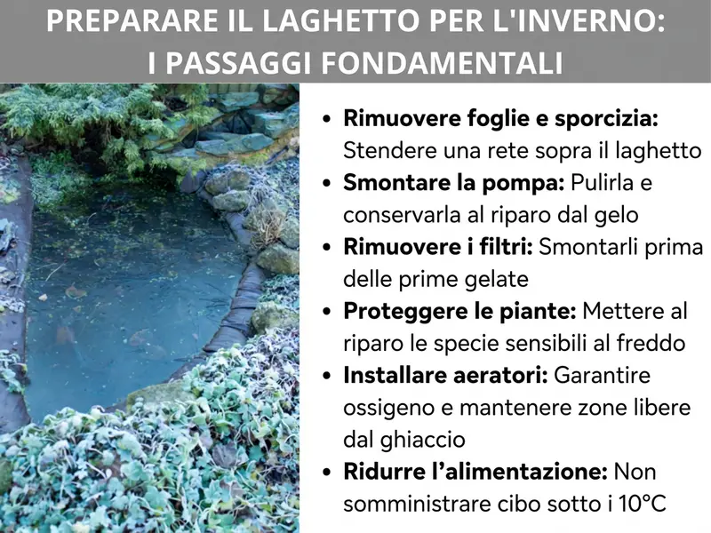Infografica: come svernare il laghetto – i passaggi principali. A sinistra, la foto di un laghetto da giardino in inverno con piante e pietre ricoperte di brina. A destra, un elenco con sei punti: 1. Rimuovere foglie e sporco: stendere una rete sul laghetto. 2. Smontare la pompa: pulirla e conservarla al riparo dal gelo. 3. Rimuovere il filtro: smontarlo prima delle prime gelate. 4. Proteggere le piante: mettere al riparo le specie sensibili al gelo. 5. Installare un aeratore: per garantire ossigeno e mantenere un'apertura nel ghiaccio. 6. Ridurre l'alimentazione: sotto i 10 °C non somministrare più cibo.