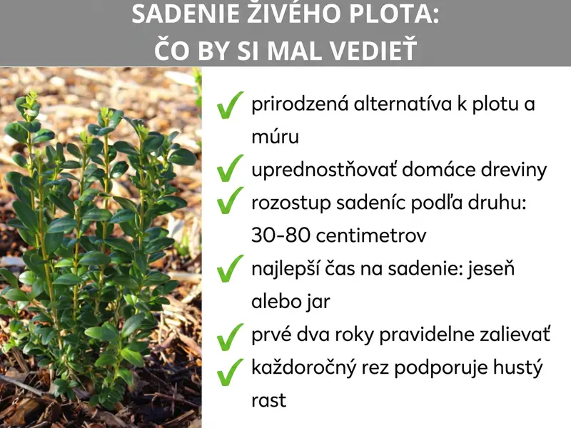 Infografika: Výsadba živého plota – čo by ste mali vedieť. Infografika zobrazuje šesť bodov: 1. Prirodzená alternatíva k plotu a múru. 2. Uprednostňujte domáce dreviny. 3. Rozostup podľa druhu: 30 – 80 cm. 4. Najlepší čas: jeseň alebo jar. 5. Prvé dva roky pravidelne zavlažujte. 6. Každoročný rez podporuje hustý rast.