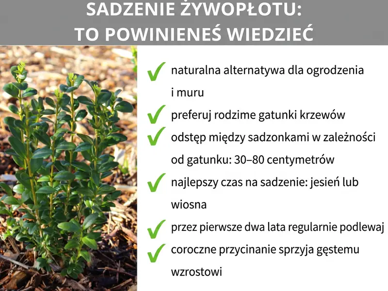 Infografika: Sadzenie żywopłotu – co warto wiedzieć. Infografika przedstawia sześć punktów: 1. Naturalna alternatywa dla płotu i muru. 2. Warto wybierać rodzime gatunki. 3. Rozstawa roślin w zależności od gatunku: 30–80 cm. 4. Najlepszy termin: jesień lub wiosna. 5. Przez pierwsze dwa lata regularne podlewanie. 6. Coroczne przycinanie wspomaga gęsty wzrost.