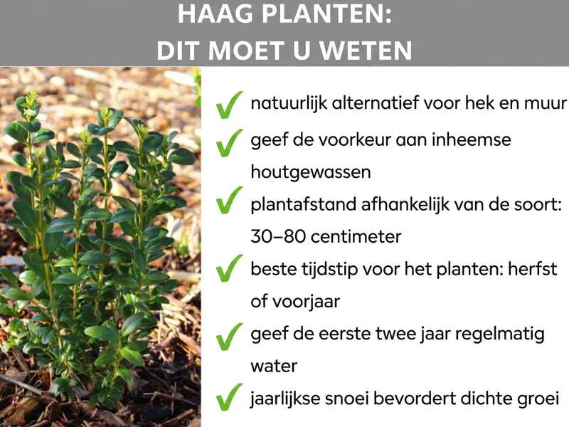 Infographic: Haag planten – dit moet je weten. De infographic toont zes aandachtspunten: 1. Natuurlijk alternatief voor hek en muur. 2. Kies bij voorkeur inheemse soorten. 3. Plantafstand per soort: 30 tot 80 cm. 4. Beste moment: herfst of voorjaar. 5. Eerste twee jaar regelmatig water geven. 6. Jaarlijks snoeien bevordert dichte groei.