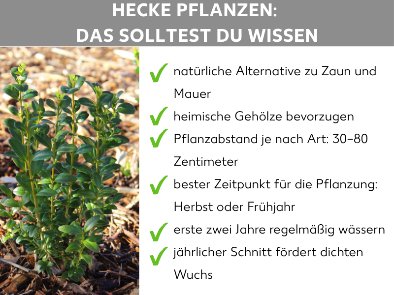 Infografik: Hecke pflanzen – Das solltest du wissen. Die Infografik zeigt sechs Stichpunkte: 1. Natürliche Alternative zu Zaun und Mauer. 2. Heimische Gehölze bevorzugen. 3. Pflanzabstand je nach Art: 30 bis 80 cm. 4. Bester Zeitpunkt: Herbst oder Frühjahr. 5. Erste zwei Jahre regelmäßig wässern. 6. Jährlicher Schnitt fördert dichten Wuchs.
