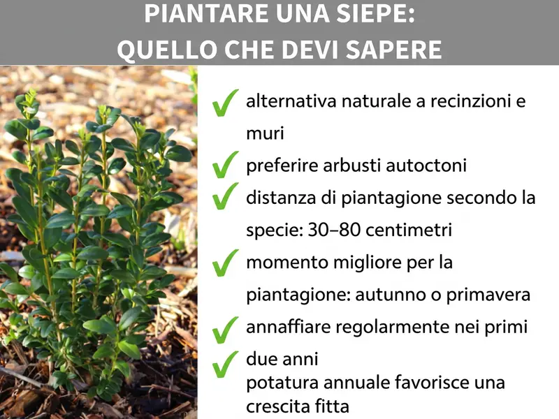 Infografica: piantare una siepe – quello che devi sapere. L'infografica mostra sei punti chiave: 1. Alternativa naturale a recinzioni e muri. 2. Preferire arbusti autoctoni. 3. Distanza tra le piante a seconda della specie: da 30 a 80 cm. 4. Periodo ideale: autunno o primavera. 5. Annaffiare regolarmente nei primi due anni. 6. La potatura annuale favorisce una crescita fitta.
