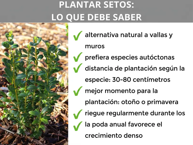 Infografía: plantar setos — lo que debes saber. La infografía muestra seis puntos clave: 1. Alternativa natural a la valla y al muro. 2. Preferir especies autóctonas. 3. Distancia de plantación según la especie: de 30 a 80 cm. 4. Mejor momento: otoño o primavera. 5. Regar con regularidad durante los dos primeros años. 6. Una poda anual favorece un crecimiento denso.