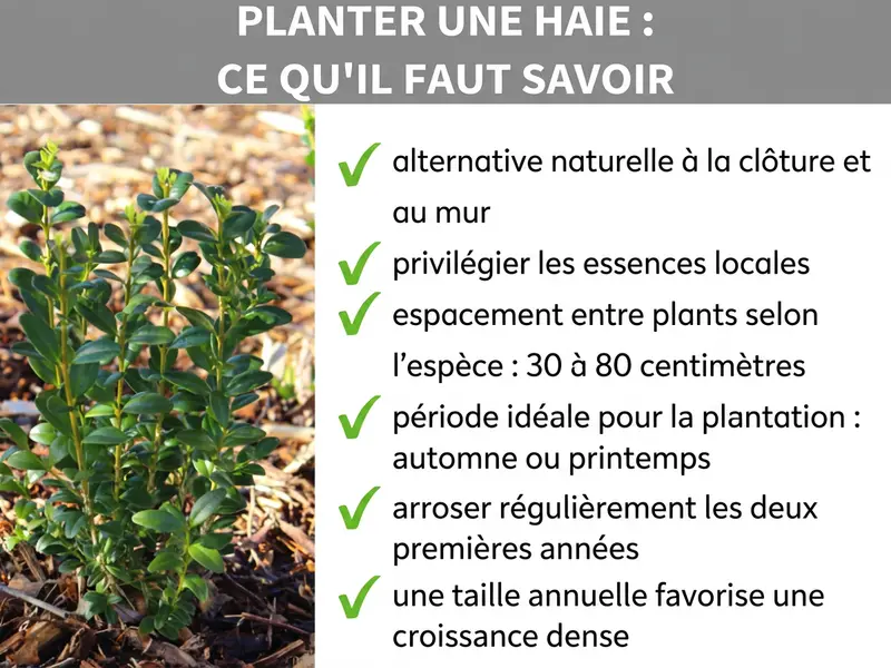 Infographie : planter une haie – ce qu'il faut savoir. L'infographie présente six points clés : 1. Alternative naturelle à la clôture et au mur. 2. Privilégier les arbustes locaux. 3. Espacement selon l'espèce : 30 à 80 cm. 4. Meilleure période : automne ou printemps. 5. Arroser régulièrement les deux premières années. 6. Une taille annuelle favorise un feuillage dense.