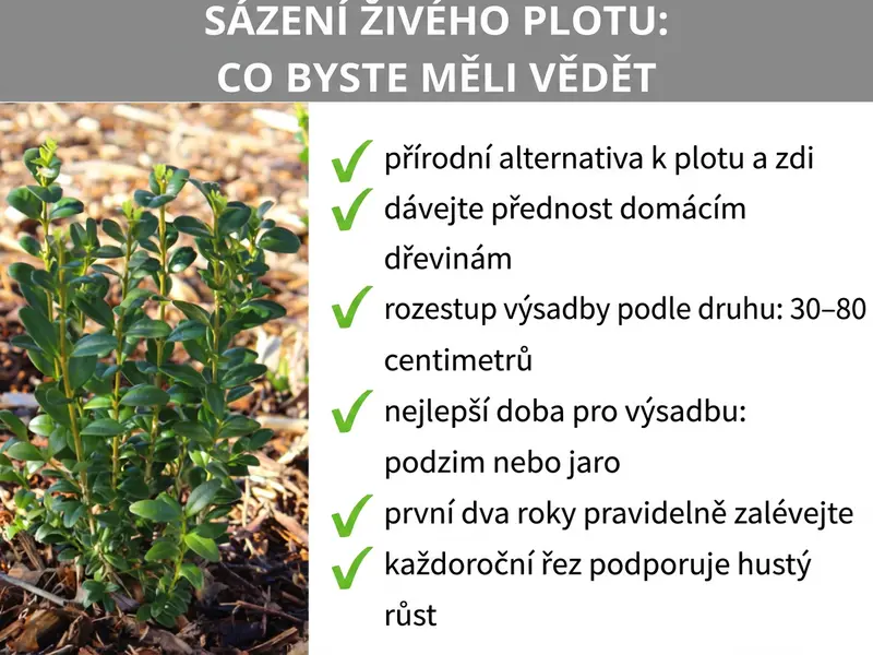 Infografika: Výsadba živého plotu – co byste měli vědět. Infografika ukazuje šest bodů: 1. Přirozená alternativa k plotu a zdi. 2. Upřednostňujte domácí dřeviny. 3. Rozestupy podle druhu: 30 až 80 cm. 4. Nejlepší termín: podzim nebo jaro. 5. První dva roky pravidelně zalévejte. 6. Každoroční řez podporuje hustý růst.