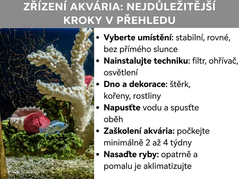 Infografika se šesti nejdůležitějšími kroky pro založení akvária: 1. Výběr místa (stabilní, bez přímého slunce). 2. Instalace techniky (filtr, topítko, osvětlení). 3. Přidání substrátu a dekorací. 4. Napuštění vody. 5. Zabíhací fáze (2–4 týdny). 6. Nasazení ryb (postupná aklimatizace).