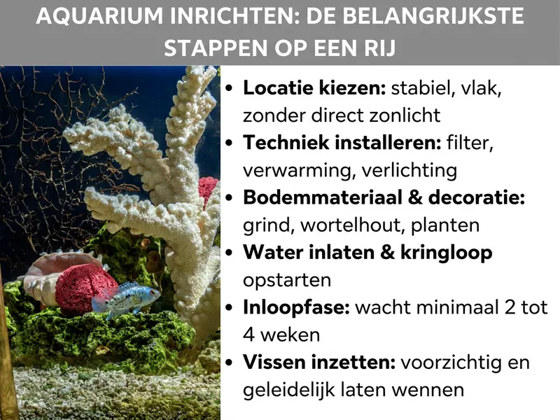 Infographic: Aquarium inrichten: de belangrijkste stappen in een overzicht: de lijst bevat zes punten: 1. Standplaats kiezen: stabiel, vlak, zonder direct zonlicht. 2. Techniek installeren: filter, verwarming, verlichting. 3. Bodemgrond en decoratie: grind, wortels, planten. 4. Water laten inlopen en kringloop starten. 5. Inloopfase: minimaal 2 tot 4 weken wachten. 6. Vissen uitzetten: voorzichtig en langzaam laten wennen.