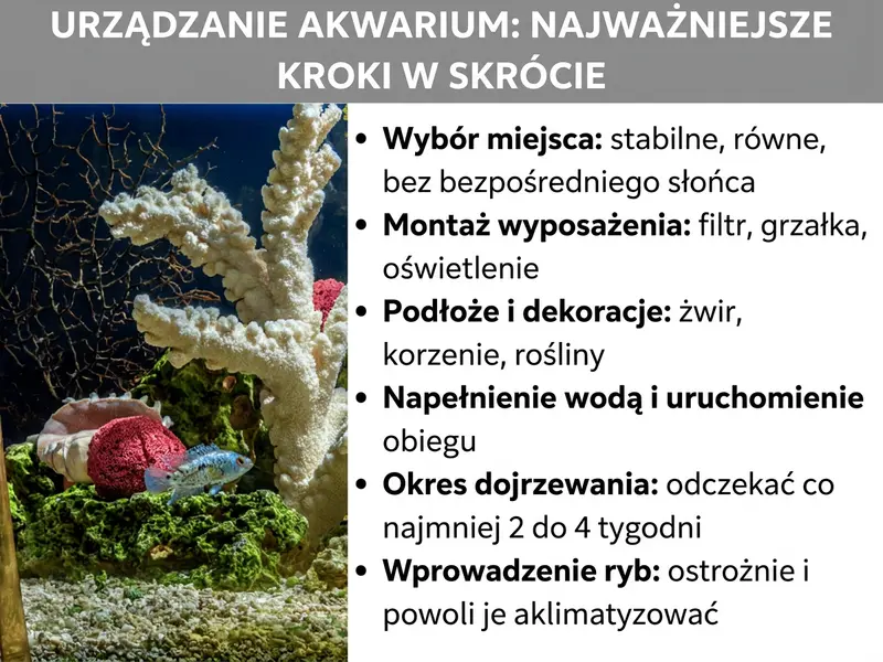 Infografika: Zakładanie akwarium – najważniejsze kroki w skrócie. Lista obejmuje sześć punktów: 1. Wybór miejsca: stabilne, równe, bez bezpośredniego słońca. 2. Montaż sprzętu: filtr, grzałka, oświetlenie. 3. Podłoże i dekoracje: żwir, korzenie, rośliny. 4. Napełnienie wodą i uruchomienie obiegu. 5. Faza dojrzewania: odczekaj minimum 2–4 tygodnie. 6. Wprowadzenie ryb: ostrożnie i powoli.