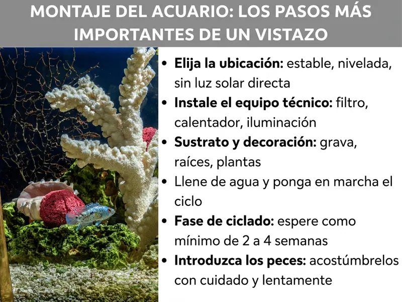Infografía: Montar un acuario: los pasos más importantes de un vistazo. La lista incluye seis puntos: 1. Elegir la ubicación: estable, nivelada, sin sol directo. 2. Instalar la tecnología: filtro, calentador, iluminación. 3. Sustrato y decoración: grava, raíces, plantas. 4. Llenar de agua e iniciar el ciclo. 5. Fase de rodaje: esperar como mínimo de 2 a 4 semanas. 6. Introducir los peces: aclimatarlos con cuidado y lentamente.