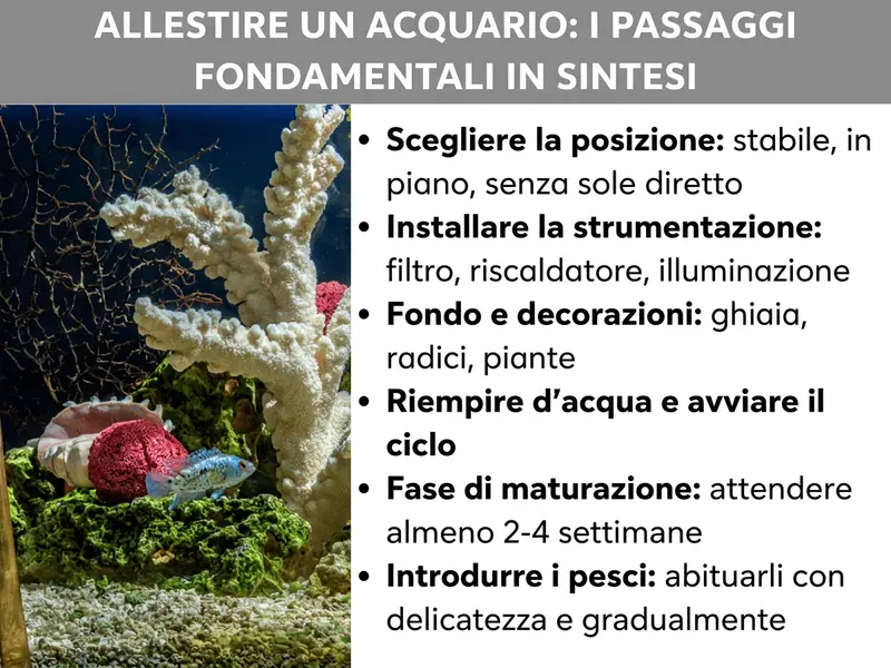 Infografica: allestire un acquario – i passaggi principali in sintesi. L'elenco comprende sei punti: 1. Scegliere la posizione: stabile, piana, senza luce solare diretta. 2. Installare l'attrezzatura tecnica: filtro, riscaldatore, illuminazione. 3. Fondo e decorazioni: ghiaia, radici, piante. 4. Aggiungere l'acqua e avviare il ciclo dell'azoto. 5. Fase di maturazione: attendere almeno 2-4 settimane. 6. Inserire i pesci: con cautela e gradualità.