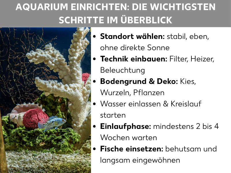 Infografik: Aquarium einrichten: Die wichtigsten Schritte im Überblick: Die Liste umfasst sechs Punkte: 1. Standort wählen: Stabil, eben, ohne direkte Sonne. 2. Technik einbauen: Filter, Heizer, Beleuchtung. 3. Bodengrund & Deko: Kies, Wurzeln, Pflanzen. 4. Wasser einlassen & Kreislauf starten. 5. Einlaufphase: Mindestens 2 bis 4 Wochen warten. 6. Fische einsetzen: Behutsam und langsam eingewöhnen.