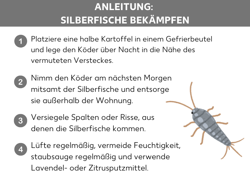 Infografik: Anleitung: Silberfische bekämpfen. 1. Platziere eine halbe Kartoffel in einem Gefrierbeutel und lege den Köder über Nacht in die Nähe des vermuteten Versteckes. 2. Nimm den Köder am nächsten Morgen mitsamt der Silberfische und entsorge sie außerhalb der Wohnung. 3. Versiegele Spalten oder Risse, aus denen die Silberfische kommen. 4. Lüfte regelmäßig, vermeide Feuchtigkeit, staubsauge regelmäßig und verwende Lavendel- oder Zitrusputzmittel.