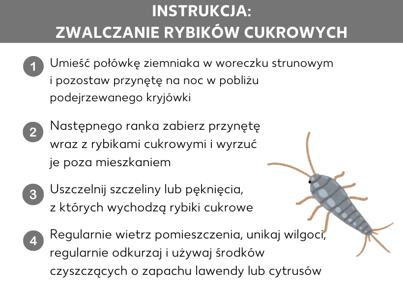 Infografika: Instrukcja: Zwalczanie rybików. 1. Umieść połowę ziemniaka w woreczku do zamrażania i pozostaw przynętę na noc w pobliżu prawdopodobnej kryjówki. 2. Następnego dnia rano zabierz przynętę wraz z rybikami i wyrzuć je poza mieszkanie. 3. Uszczelnij szczeliny lub pęknięcia, z których wychodzą rybiki. 4. Regularnie wietrz pomieszczenia, unikaj wilgoci, regularnie odkurzaj i używaj środków czyszczących o zapachu lawendy lub cytrusów.