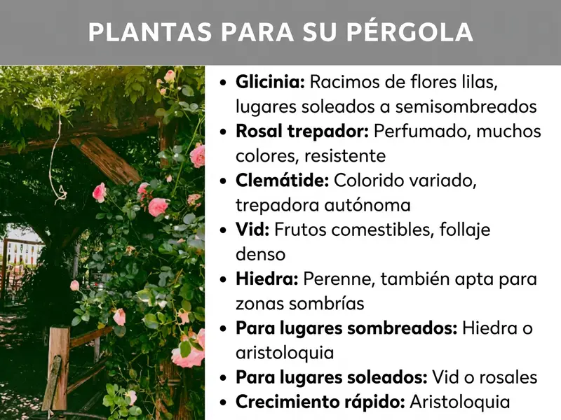 Infografía: Una infografía con el título «Plantas para tu pérgola» sobre fondo gris. A la izquierda se ve una foto de una pérgola de madera cubierta de rosales trepadores rosas y follaje verde. A la derecha aparecen ocho puntos con recomendaciones de plantas: glicinia (racimos de flores lilas, sol o semisombra), rosal trepador (aromático, muchos colores, resistente), clemátide (gran variedad cromática, trepa por sí sola), vid (frutos comestibles, follaje denso), hiedra (perenne, apta también para sombra). Además, se incluyen recomendaciones según la ubicación: para zonas sombrías son idóneas la hiedra o la aristoloquia, y para zonas soleadas, la vid o los rosales. Como opción de crecimiento rápido se menciona la aristoloquia.