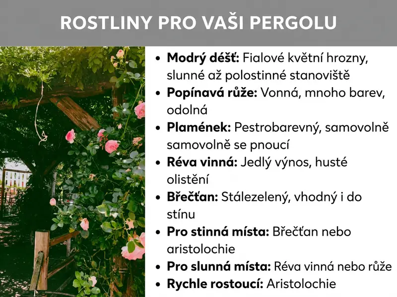 Infografika: Infografika s názvem „Rostliny na pergolu" na šedém pozadí. Vlevo je fotografie dřevěné pergoly porostlé růžovými popínavými růžemi a zeleným listím. Vpravo je osm bodů s doporučenými rostlinami: vistárie (fialové květy, slunce až polostín), popínavá růže (voňavá, mnoho barev, odolná), klematis (pestré barvy, pne se samo), réva (jedlé plody, husté olistění), břečťan (stálezelený, vhodný i do stínu). Dále doporučení podle stanoviště: Do stínu se hodí břečťan nebo podražec, na slunce réva nebo růže. Jako rychle rostoucí varianta je uveden podražec.