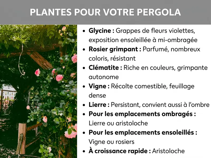 Infographie intitulée « Plantes pour votre pergola » sur fond gris. À gauche, une photo d'une pergola en bois recouverte de rosiers grimpants roses et de feuillage vert. La partie droite liste des recommandations de plantes : glycine (grappes de fleurs violettes, ensoleillé à mi-ombragé), rosier grimpant (parfumé, nombreux coloris, robuste), clématite (riche en couleurs, grimpe seule), vigne (fruits comestibles, feuillage dense) et lierre (persistant, adapté à l'ombre). Des suggestions sont aussi proposées selon l'emplacement : pour les zones ombragées (lierre, aristoloche) et ensoleillées (vigne, rosiers).