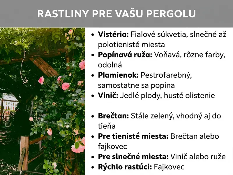 Infografika: Infografika s názvom „Rastliny na vašu pergolu" na sivom pozadí. Vľavo je fotografia drevenej pergoly porastenej ružovými popínavými ružami a zeleným lístím. Vpravo je osem bodov s odporúčaniami rastlín: vistéria (fialové strapcovité kvety, slnečné až polotienisté stanovište), popínavá ruža (voňavá, mnoho farieb, odolná), plamienok (farebne pestrý, šplhá samostatne), vinič (jedlá úroda, husté olistenie). Brečtan (stálozelený, vhodný aj do tieňa). Navyše sú tu odporúčania podľa stanovišťa: Na tienisté miesta sa hodia brečtan alebo kokornak, na slnečné miesta vinič alebo ruže. Ako rýchlorastúca možnosť je uvedený kokornak.