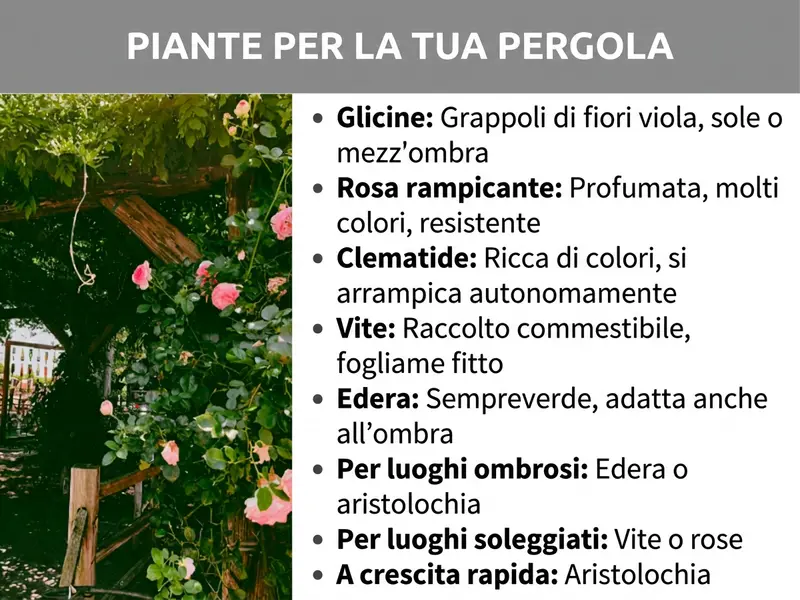 Infografica: Un'infografica dal titolo „Piante per la tua pergola“ su sfondo grigio. A sinistra, la foto di una pergola in legno ricoperta di rose rampicanti rosa e fogliame verde. A destra, otto punti elenco con suggerimenti sulle piante: glicine (grappoli di fiori viola, sole o mezz'ombra), rosa rampicante (profumata, molti colori, resistente), clematide (ricca di colori, si arrampica da sola), vite (frutti commestibili, fogliame fitto), edera (sempreverde, adatta anche all'ombra). In più, consigli in base alla posizione: per zone ombreggiate, edera o aristolochia; per zone soleggiate, vite o rose. Come opzione a crescita rapida viene indicata l'aristolochia.