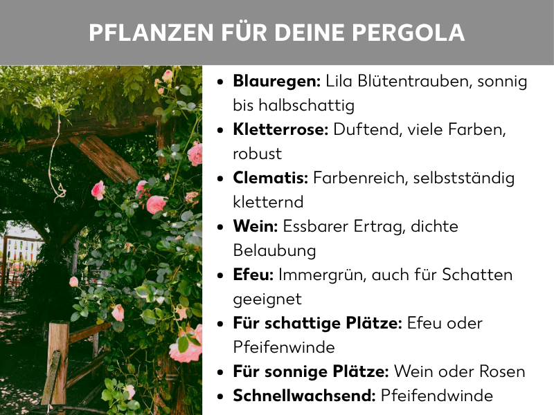 Infografik: Eine Infografik mit dem Titel „Pflanzen für deine Pergola" auf grauem Hintergrund. Links ist ein Foto einer Holzpergola zu sehen, die mit rosa Kletterrosen und grünem Laub bewachsen ist. Rechts sind acht Aufzählungspunkte mit Pflanzenempfehlungen aufgelistet: Blauregen (lila Blütentrauben, sonnig bis halbschattig), Kletterrose (duftend, viele Farben, robust), Clematis (farbenreich, selbstständig kletternd), Wein (essbarer Ertrag, dichte Belaubung), Efeu (immergrün, auch für Schatten geeignet). Zusätzlich gibt es Empfehlungen nach Standort: Für schattige Plätze eignen sich Efeu oder Pfeifenwinde, für sonnige Plätze Wein oder Rosen. Als schnellwachsende Option wird Pfeifenwinde genannt.