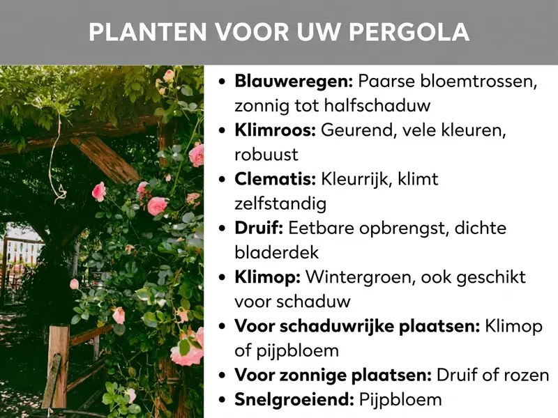 Infographic over het kiezen van de juiste klimplanten voor een pergola, met voorbeelden als blauweregen, klimroos en druif.