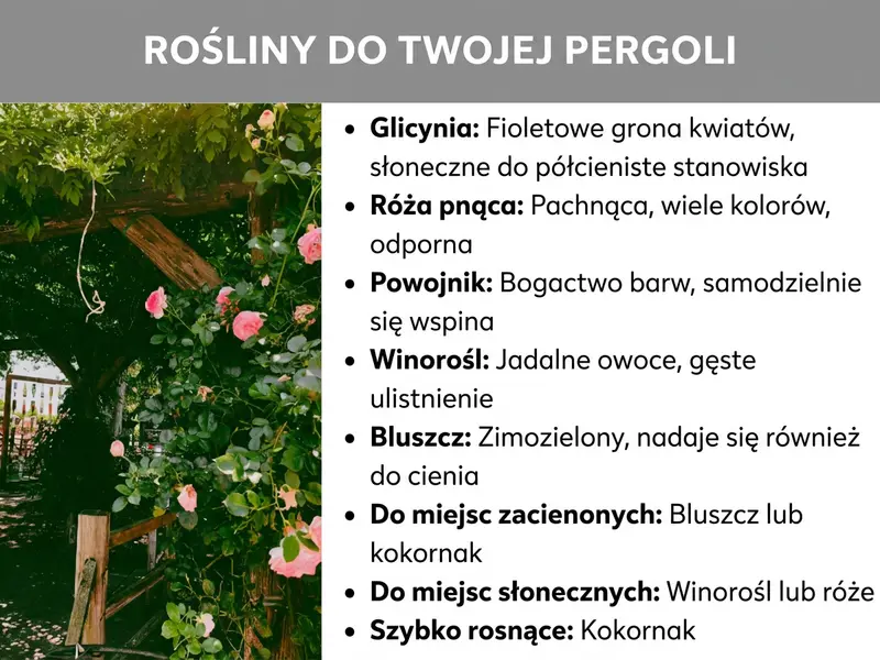 Infografika: Infografika zatytułowana „Rośliny na pergolę" na szarym tle. Po lewej stronie widoczne jest zdjęcie drewnianej pergoli porośniętej różowymi różami pnącymi i zielonym listowiem. Po prawej stronie wymieniono osiem punktów z rekomendacjami roślin: glicynia (fioletowe grona kwiatów, stanowisko słoneczne do półcienistego), róża pnąca (pachnąca, wiele kolorów, odporna), powojnik (bogactwo barw, wspina się samodzielnie), winorośl (jadalne owoce, gęste ulistnienie), bluszcz (zimozielony, odpowiedni także do cienia). Dodatkowo znajdują się wskazówki według stanowiska: na zacienione miejsca nadają się bluszcz lub kokornak, na słoneczne – winorośl lub róże. Jako szybko rosnącą opcję wymieniono kokornak.