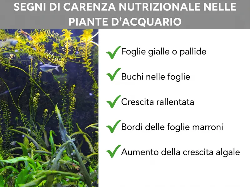 Infografica: Segnali di carenza nutritiva nelle piante dell’acquario. L'elenco comprende cinque punti: 1. Foglie gialle o sbiadite. 2. Buchi nelle foglie. 3. Crescita rallentata. 4. Bordi delle foglie marroni. 5. Aumento della crescita delle alghe.
