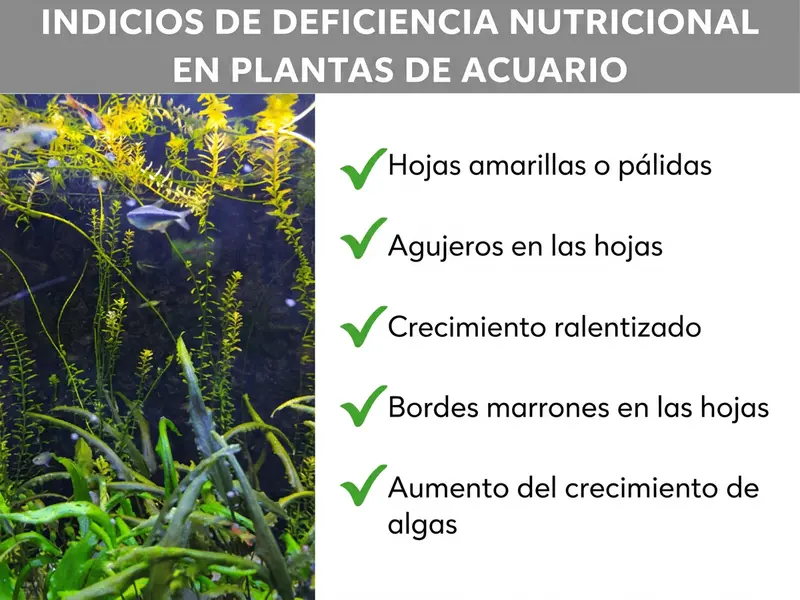Infografía: señales de carencia de nutrientes en plantas de acuario. La lista incluye cinco puntos: 1. Hojas amarillas o pálidas. 2. Agujeros en las hojas. 3. Crecimiento ralentizado. 4. Bordes de las hojas marrones. 5. Aumento del crecimiento de algas.
