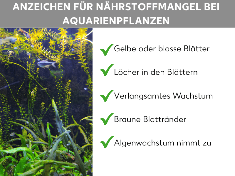 Infografik: Anzeichen für Nährstoffmangel bei Aquarienpflanzen. Die Liste umfasst fünf Punkte: 1. Gelbe oder blasse Blätter. 2. Löcher in den Blättern. 3. Verlangsamtes Wachstum. 4. Braune Blattränder. 5. Algenwachstum nimmt zu.