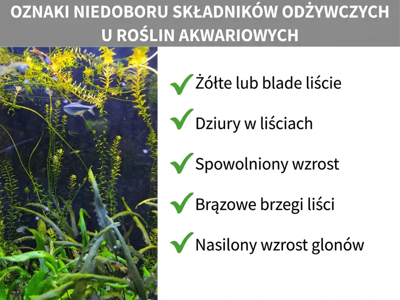 Infografika: Objawy niedoboru składników odżywczych u roślin akwariowych. Lista obejmuje pięć punktów: 1. Żółte lub blade liście. 2. Dziury w liściach. 3. Spowolniony wzrost. 4. Brązowe krawędzie liści. 5. Nasilony rozwój glonów.