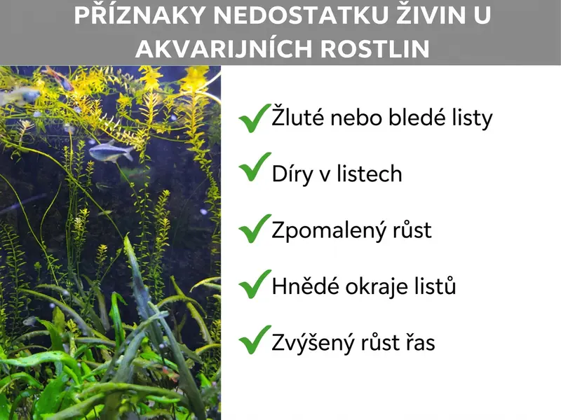 Infografika: Příznaky nedostatku živin u akvarijních rostlin. Seznam obsahuje pět bodů: 1. Žluté nebo bledé listy. 2. Díry v listech. 3. Zpomalený růst. 4. Hnědé okraje listů. 5. Zvýšený růst řas.