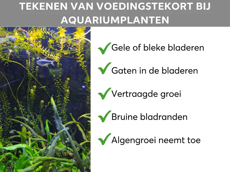 Infographic: Tekenen van voedingstekort bij aquariumplanten. De lijst bevat vijf punten: 1. Gele of bleke bladeren. 2. Gaten in de bladeren. 3. Vertraagde groei. 4. Bruine bladranden. 5. Algengroei neemt toe.