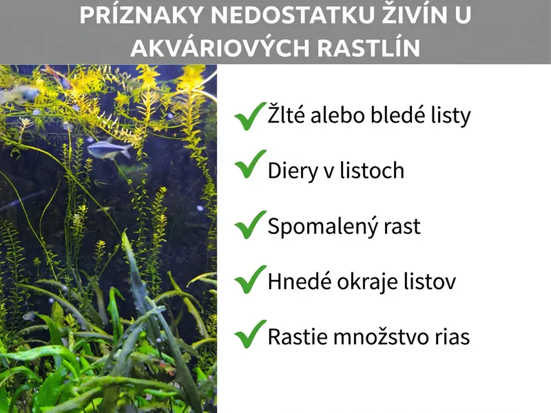 Infografika: Príznaky nedostatku živín u akváriových rastlín. Zoznam obsahuje päť bodov: 1. Žlté alebo bledé listy. 2. Diery v listoch. 3. Spomalený rast. 4. Hnedé okraje listov. 5. Zvýšený rast rias.