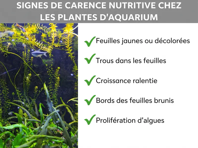 Infographie montrant les signes de carence nutritive chez les plantes d'aquarium. La liste comprend cinq points : 1. Feuilles jaunes ou pâles. 2. Trous dans les feuilles. 3. Croissance ralentie. 4. Bords des feuilles bruns. 5. Prolifération accrue des algues.
