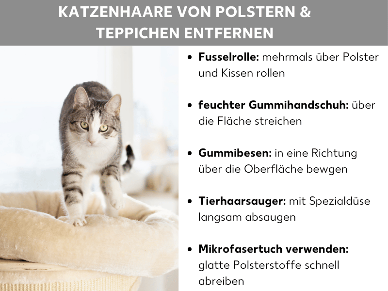 Infografik: Katzenhaare von Polstern & Teppichen entfernen: Die Grafik zeigt links ein Foto einer getigerten Katze mit weißer Brust, die auf einem beigen Kratzbaum steht. Rechts daneben steht eine Liste mit fünf Tipps: 1. Fusselrolle: mehrmals über Polster und Kissen rollen. 2. Feuchter Gummihandschuh: über die Fläche streichen. 3. Gummibesen: in eine Richtung über die Oberfläche bewegen. 4. Tierhaarsauger: mit Spezialdüse langsam absaugen. 5. Mikrofasertuch verwenden: glatte Polsterstoffe schnell abreiben.