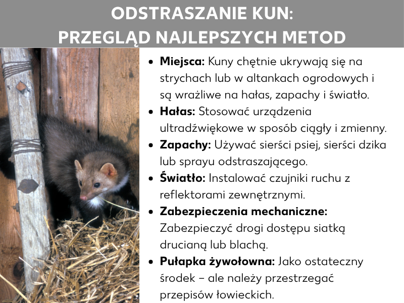 Infografika: Przegląd z tytułem „Odstraszanie kun: najlepsze metody w pigułce". Po lewej zdjęcie kuny siedzącej w drewnianej szopie wśród słomy. Po prawej sześć metod w punktach: Miejsca – kuny chętnie ukrywają się na poddaszach lub w altankach ogrodowych i reagują wrażliwie na hałas, zapachy i światło. Hałas – stosuj urządzenia ultradźwiękowe, zmieniając ich położenie. Zapachy – używaj sierści psiej, włosia dzika lub spraya odstraszającego. Światło – zainstaluj czujniki ruchu z reflektorem zewnętrznym. Mechanika – zabezpiecz drogi dostępu siatką drucianą lub blachami. Żywołapka – jako ostateczność, ale z uwzględnieniem przepisów prawa łowieckiego.
