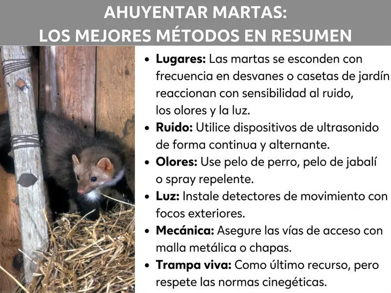 Infografía: resumen con el título «Ahuyentar martas: los mejores métodos de un vistazo». A la izquierda se ve una foto de una marta sentada entre paja en un cobertizo de madera. A la derecha se enumeran seis métodos: lugares: las martas suelen esconderse en buhardillas o cobertizos y son sensibles al ruido, los olores y la luz. Ruido: usar dispositivos de ultrasonidos de forma continua y alternando su ubicación. Olores: utilizar pelo de perro, pelo de jabalí o espráis repelentes. Luz: instalar detectores de movimiento con foco exterior. Mecánica: asegurar las vías de acceso con malla metálica o láminas. Trampa de captura en vivo: como último recurso, pero respetando la normativa de caza.