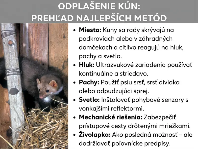 Infografika: Prehľad s názvom „Plašenie kún: Najlepšie metódy v skratke". Vľavo je fotografia kuny sediacej v drevenom prístrešku medzi slamou. Vpravo je šesť metód uvedených v bodoch: Miesta – kuny sa rady ukrývajú na povalách alebo v záhradných domčekoch a citlivo reagujú na hluk, pachy a svetlo. Hluk – ultrazvukové prístroje používajte nepretržite a striedajte ich umiestnenie. Pachy – používajte psie chlpy, chlpy diviaka alebo odpudzovací sprej. Svetlo – nainštalujte pohybové senzory s vonkajším reflektorom. Mechanická ochrana – prístupové cesty zabezpečte drôtenou sieťkou alebo plechmi. Živolovná pasca – len ako posledná možnosť, dodržiavajte poľovnícke predpisy.