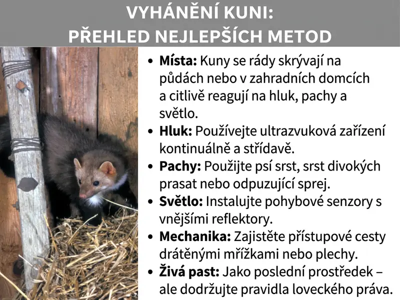 Infografika: Přehled s názvem „Odpuzování kun: Nejlepší metody v kostce". Vlevo je fotografie kuny sedící v dřevěné kůlně mezi slámou. Vpravo je šest metod v bodech: Místa – Kuny se rády schovávají na půdách nebo v zahradních domcích a jsou citlivé na hluk, pachy a světlo. Hluk – Ultrazvukové odpuzovače používejte nepřetržitě a měňte jejich umístění. Pachy – Použijte psí chlupy, chlupy divokých prasat nebo odpuzovací sprej. Světlo – Nainstalujte pohybová čidla s venkovním reflektorem. Mechanika – Přístupové cesty zajistěte drátěným pletivem nebo plechy. Živochytná past – Pouze jako krajní řešení a s ohledem na lovecké předpisy.
