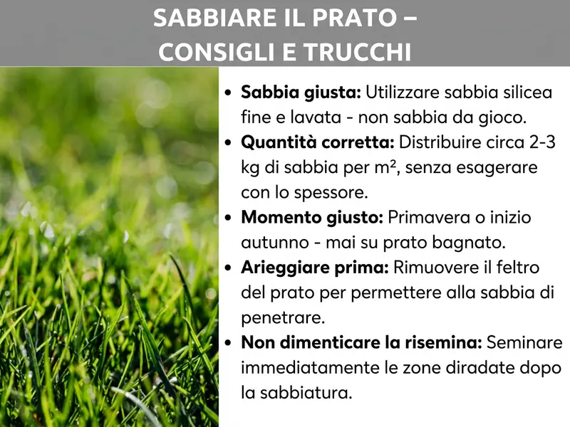 Infografica: Un'infografica sul tema „Sabbiare il prato – consigli utili“. Il titolo è riportato in grassetto bianco su sfondo grigio. A sinistra si vede una foto ravvicinata di un prato verde e rigoglioso. Accanto, cinque punti chiave con termini in grassetto e brevi spiegazioni: Sabbia giusta – utilizzare sabbia di quarzo fine e lavata, non sabbia da gioco. Quantità giusta – distribuire circa 2–3 kg di sabbia per m², senza esagerare con lo spessore. Momento giusto – primavera o inizio autunno, mai sul prato bagnato. Prima arieggiare – rimuovere il feltro perché la sabbia possa penetrare nel terreno. Non dimenticare la risemina – seminare subito le zone diradate dopo la sabbiatura.