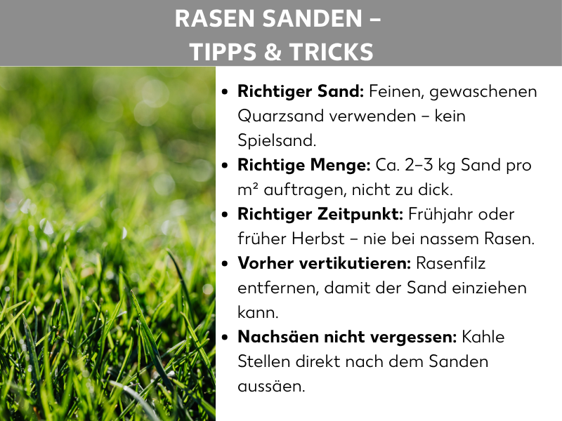 Infografik: Eine Infografik zum Thema „Rasen sanden – Tipps & Tricks". Der Titel steht in weißer Fettschrift auf grauem Hintergrund. Links ist ein Foto von nahaufgenommenem, sattem grünem Gras zu sehen. Rechts daneben stehen fünf Stichpunkte mit fettgedruckten Begriffen und erläuternden Texten: Richtiger Sand – feinen, gewaschenen Quarzsand verwenden, kein Spielsand. Richtige Menge – ca. 2–3 kg Sand pro m² auftragen, nicht zu dick. Richtiger Zeitpunkt – Frühjahr oder früher Herbst, nie bei nassem Rasen. Vorher vertikutieren – Rasenfilz entfernen, damit der Sand einziehen kann. Nachsäen nicht vergessen – kahle Stellen direkt nach dem Sanden aussäen.