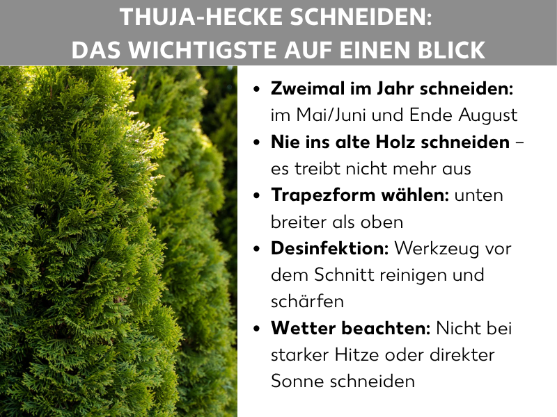 Infografik: Übersicht zum Thema „Thuja-Hecke schneiden: Das Wichtigste auf einen Blick". Links ist ein Foto einer dicht gewachsenen, grünen Thuja-Hecke zu sehen. Rechts daneben stehen fünf Stichpunkte: Zweimal im Jahr schneiden – im Mai/Juni und Ende August. Nie ins alte Holz schneiden – es treibt nicht mehr aus. Trapezform wählen – unten breiter als oben. Desinfektion – Werkzeug vor dem Schnitt reinigen und schärfen. Wetter beachten – nicht bei starker Hitze oder direkter Sonne schneiden.
