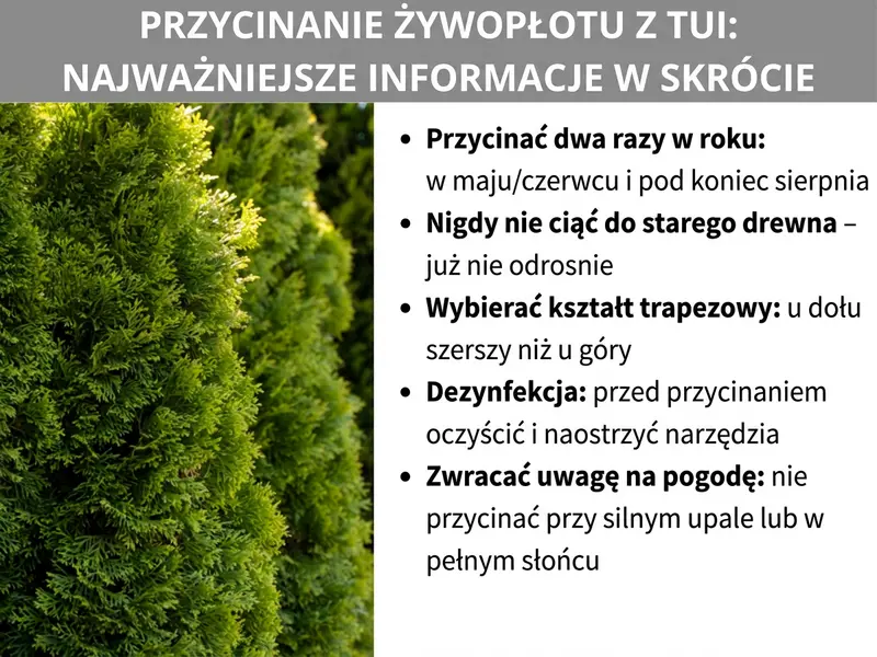 Infografika: Najważniejsze informacje o przycinaniu żywopłotu z tui. Po lewej stronie zdjęcie gęstego, zielonego żywopłotu z tui. Po prawej stronie pięć punktów: Przycinaj dwa razy w roku – w maju/czerwcu i pod koniec sierpnia. Nigdy nie tnij starego drewna – nie wypuści nowych pędów. Wybierz kształt trapezu – dół szerszy niż góra. Dezynfekcja – przed cięciem oczyść i naostrz narzędzia. Zwracaj uwagę na pogodę – nie przycinaj w silnym upale ani w pełnym słońcu.