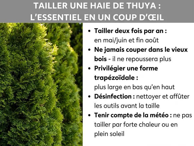 Infographie : vue d'ensemble sur le thème « Taille de la haie de thuyas : l'essentiel en bref ». À gauche, une photo d'une haie de thuyas dense et bien verte. À droite, cinq points clés : tailler deux fois par an, en mai-juin et fin août. Ne jamais couper dans le vieux bois, il ne repousse pas. Adopter une forme trapézoïdale, plus large en bas qu'en haut. Désinfecter et affûter les outils avant la taille. Surveiller la météo, ne pas tailler en pleine chaleur ni en plein soleil.