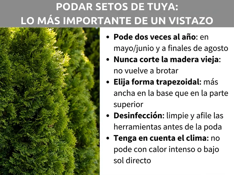 Infografía: Resumen sobre el tema «Poda de setos de thuja: lo más importante de un vistazo». A la izquierda se ve una foto de un seto de thuja frondoso y verde. A la derecha aparecen cinco puntos clave: podar dos veces al año, en mayo/junio y a finales de agosto. Nunca cortar hasta la madera vieja, ya que no rebrota. Elegir forma trapezoidal, más ancho por abajo que por arriba. Desinfección: limpiar y afilar las herramientas antes de podar. Tener en cuenta el clima: no podar con calor intenso ni bajo sol directo.