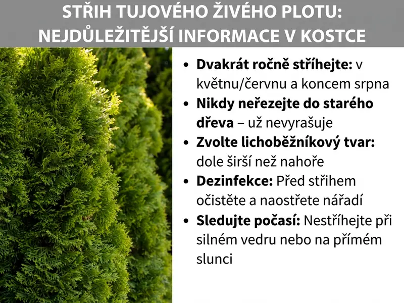 Infografika: Přehled k tématu „Stříhání tújí: to nejdůležitější na první pohled“. Vlevo je fotografie hustě rostlého zeleného tújového živého plotu. Vpravo je pět bodů: Stříhejte dvakrát ročně – v květnu/červnu a koncem srpna. Nikdy nestříhejte do starého dřeva – už z něj nic nevyroste. Volte lichoběžníkový tvar – dole širší než nahoře. Dezinfekce – nářadí před řezem očistěte a naostřete. Sledujte počasí – nestříhejte za velkého horka ani na přímém slunci.
