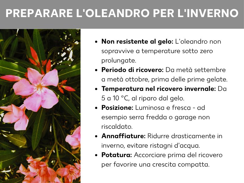 Infografica: „Come proteggere l'oleandro in inverno“ con una foto di piante di oleandro in fiore (fiori rosa e rossi) e sei punti informativi: l'oleandro non è resistente al gelo e non sopravvive a temperature sotto lo zero prolungate. Ricovero da metà settembre a metà ottobre, prima delle prime gelate. Luogo di svernamento: 5–10 °C, al riparo dal gelo, luminoso e fresco (ad esempio giardino d'inverno non riscaldato o garage). In inverno innaffiare con molta parsimonia, evitare i ristagni d'acqua. Potare prima del ricovero per favorire una ricrescita compatta.