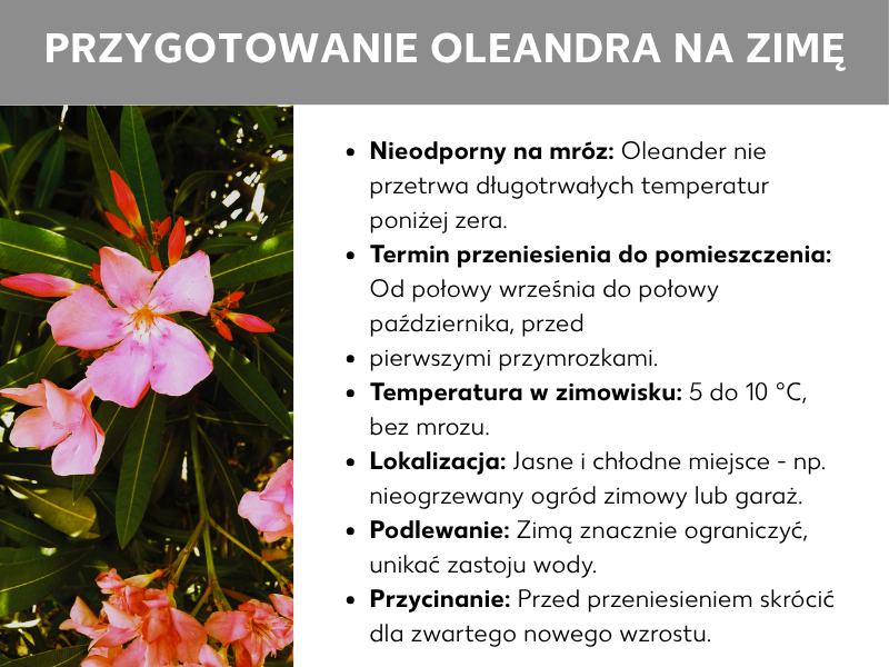 Infografika: Jak zabezpieczyć oleandra na zimę. W tle zdjęcie różowych i czerwonych kwiatów oleandra. Sześć wskazówek: 1. Oleander nie jest mrozoodporny, chroń go przed ujemnymi temperaturami. 2. Przenieś go do środka między połową września a połową października, przed pierwszymi przymrozkami. 3. Wybierz jasne i chłodne miejsce o temperaturze 5–10°C, np. nieogrzewaną werandę lub garaż. 4. Zimą ogranicz podlewanie i unikaj zastojów wody. 5. Przed zimowaniem przytnij pędy, by wiosną roślina rosła bardziej zwarta.