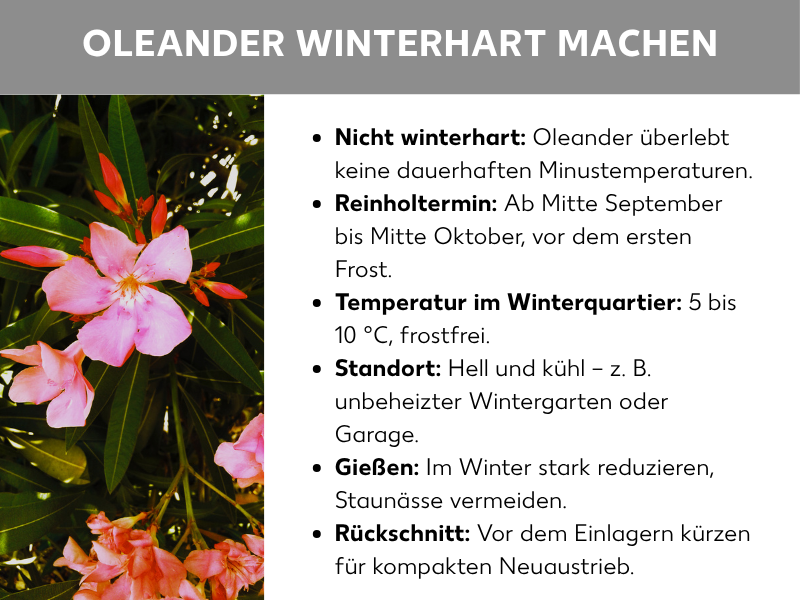 Infografik: Infografik „Oleander winterhart machen" mit einem Foto blühender Oleanderpflanzen (rosa und rote Blüten) sowie sechs Stichpunkten auf Deutsch: Oleander ist nicht winterhart und überlebt keine dauerhaften Minustemperaturen. Einlagern ab Mitte September bis Mitte Oktober, vor dem ersten Frost. Winterquartier: 5–10 °C, frostfrei, hell und kühl (z. B. unbeheizter Wintergarten oder Garage). Im Winter stark reduziert gießen, Staunässe vermeiden. Vor dem Einlagern zurückschneiden für kompakten Neuaustrieb.
